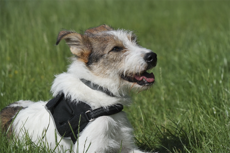 1 -- Felix Holland 6 - 2013 _SAM_0802 als Smart-Objekt-1.jpg